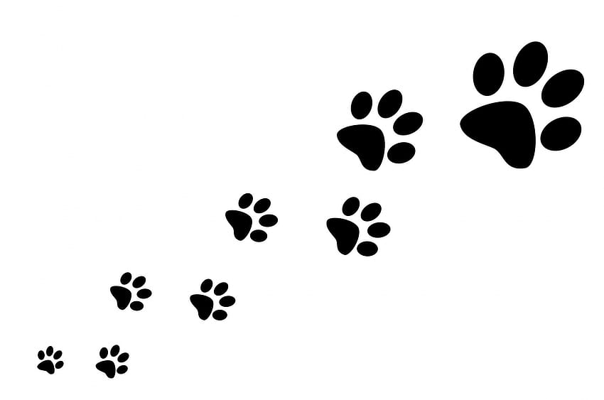 猫の足跡 - 足跡の透明な背景 - , 犬の足跡 高画質の壁紙
