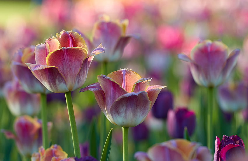 Tulips flowers, pink-white, flowerbed HD wallpaper