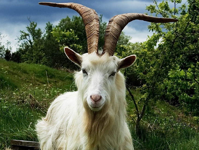 Goat - Animals Town - White Long Hair Goat HD wallpaper