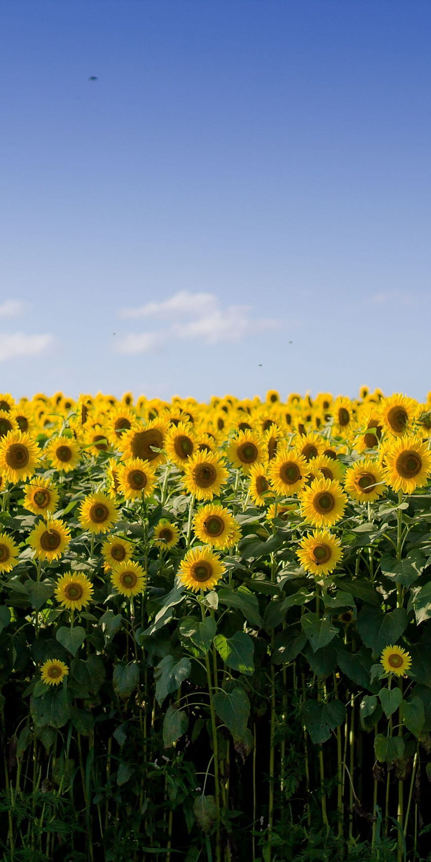 Sunflower farm, yellow flowers, . , Sunflower , Flowers nature HD phone wallpaper
