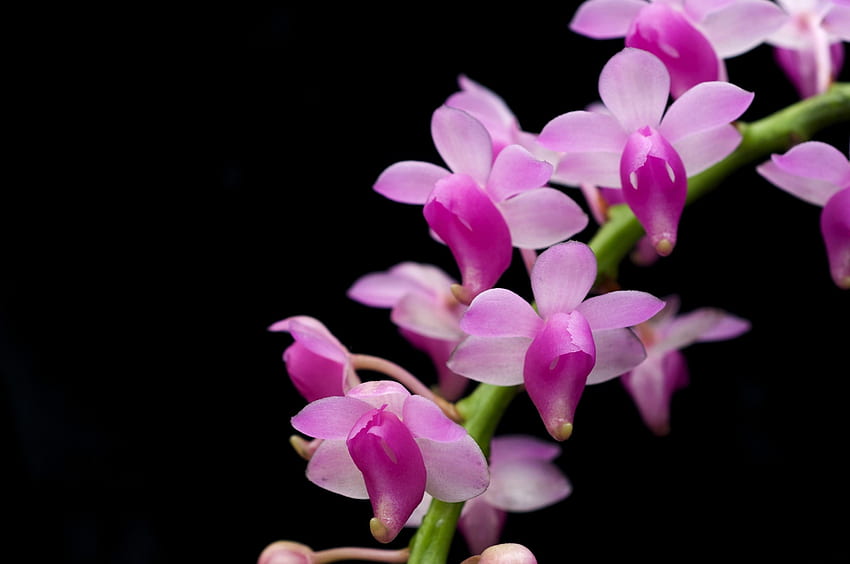 Blumen, Ast, Schwarzer Hintergrund, Orchidee, Exotisch, Exoten HD-Hintergrundbild