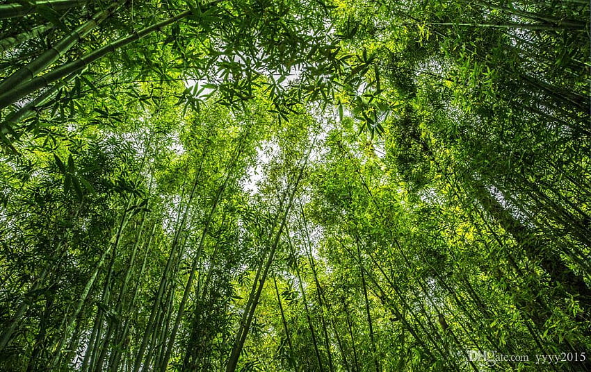 Nature Scenery Wall Paper Jungle Forest Looking Up Sky Top Ceiling Fresco Ceiling Wall Background Bamboo From Yyyy2015, $11.61 HD wallpaper