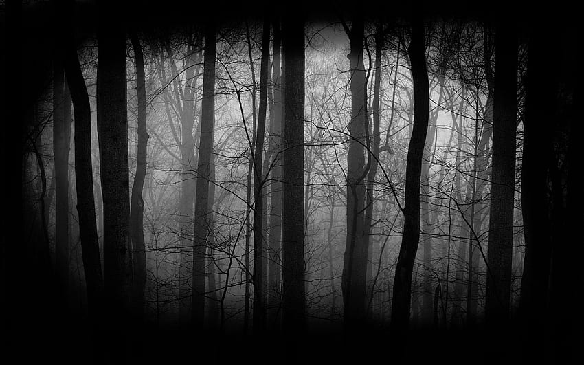 暗い森、暗い森の道 高画質の壁紙
