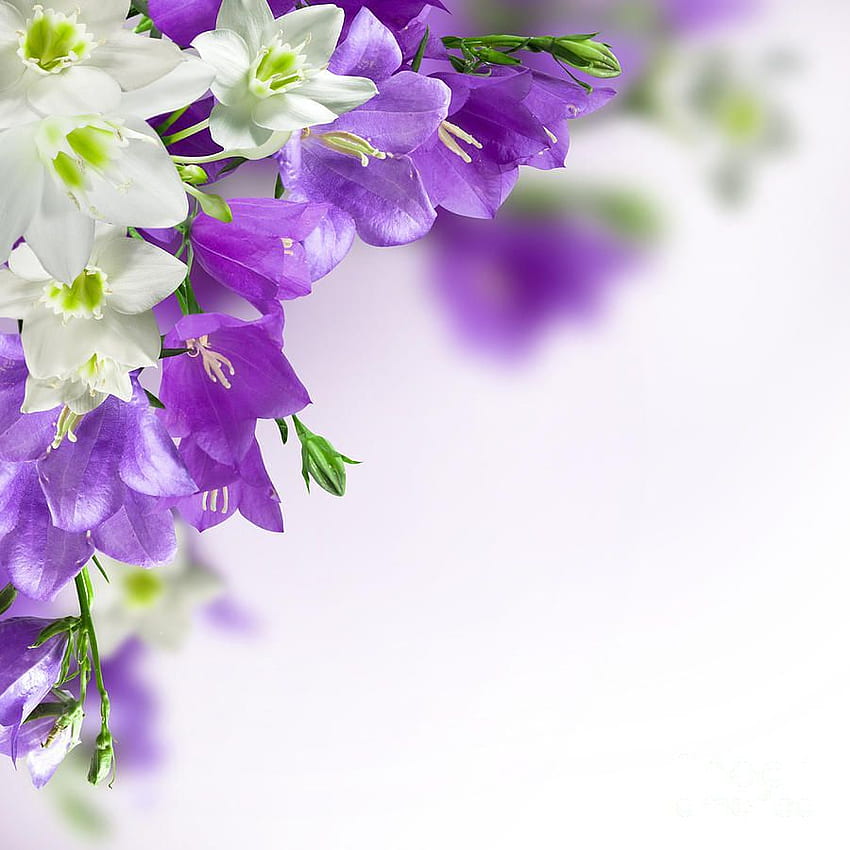 Borders Frames, Purple White Flowers HD phone wallpaper | Pxfuel