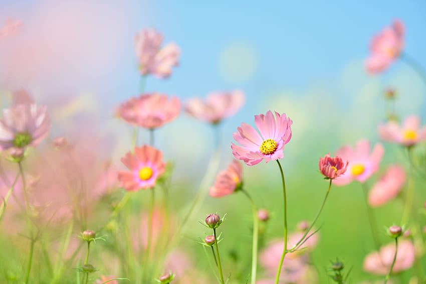 꽃밭, 코스모스꽃, 여름, 낮, , 꽃, 봄꽃밭 HD 월페이퍼