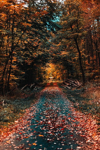 fall road wallpaper