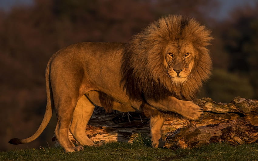 big lion, Africa, sunset, evening, wildlife, predator, lions for with resolution . High Quality HD wallpaper