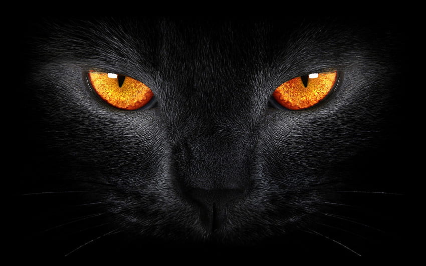 黑猫, 怖い, 黄色い目, 暗い背景、動物 高画質の壁紙