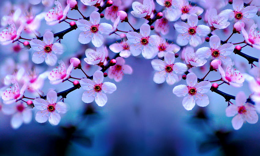 Cherry Blossom Computer, Cherry Blossom Tree HD wallpaper