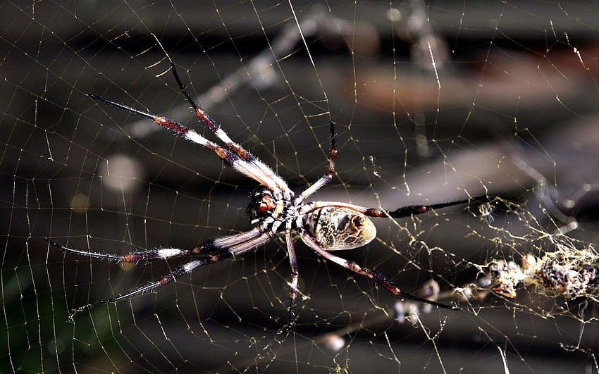 sieć, makro, owad, pająk Tapeta HD