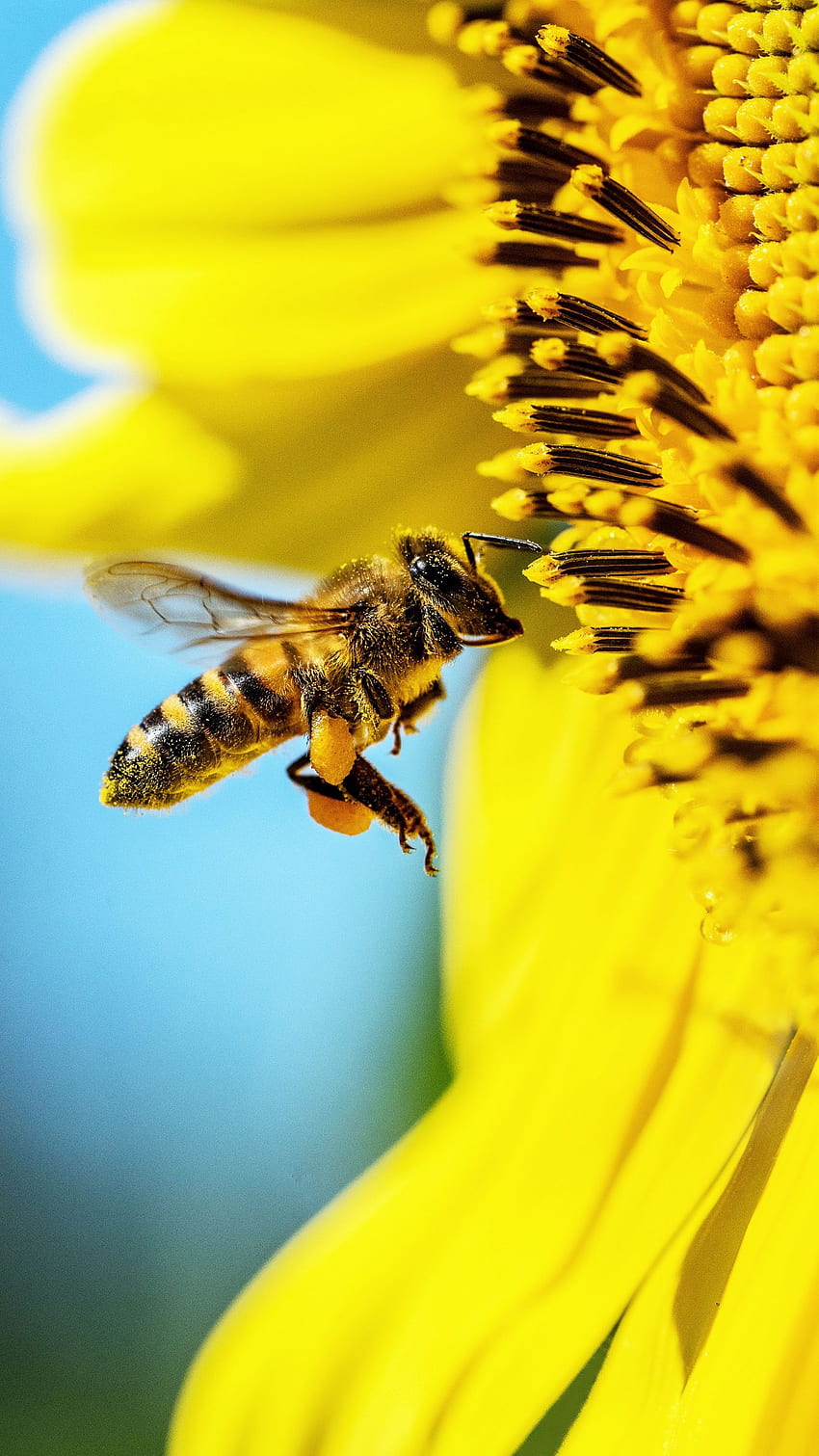 pszczoła, słonecznik, makro, kwiat, pyłek iphone 8+/7+/6s+/na tle paralaksy Tapeta na telefon HD