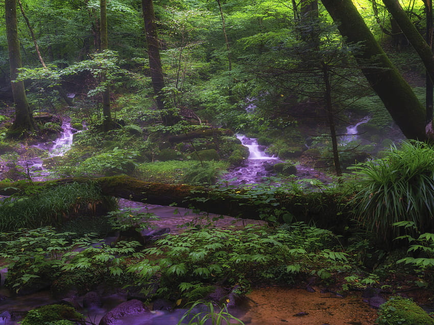 Syohjinsawa Tochigi Japão Água Verde Floresta Árvores Arbustos Samambaia Ultra Tv Para Laptop Tablet Celulares E papel de parede HD