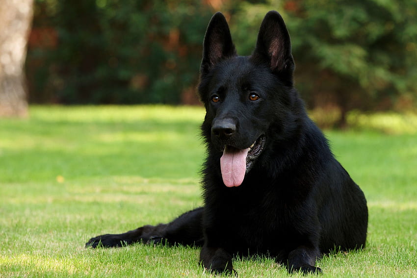 สัตว์ หญ้า นั่ง สุนัข คนเลี้ยงแกะเยอรมัน พิเศษ คนเลี้ยงแกะดำ สุนัขเลี้ยงแกะดำ วอลล์เปเปอร์ HD