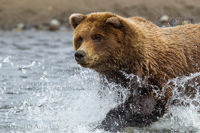 zwierzęta, woda, spray, niedźwiedź brunatny Tapeta HD