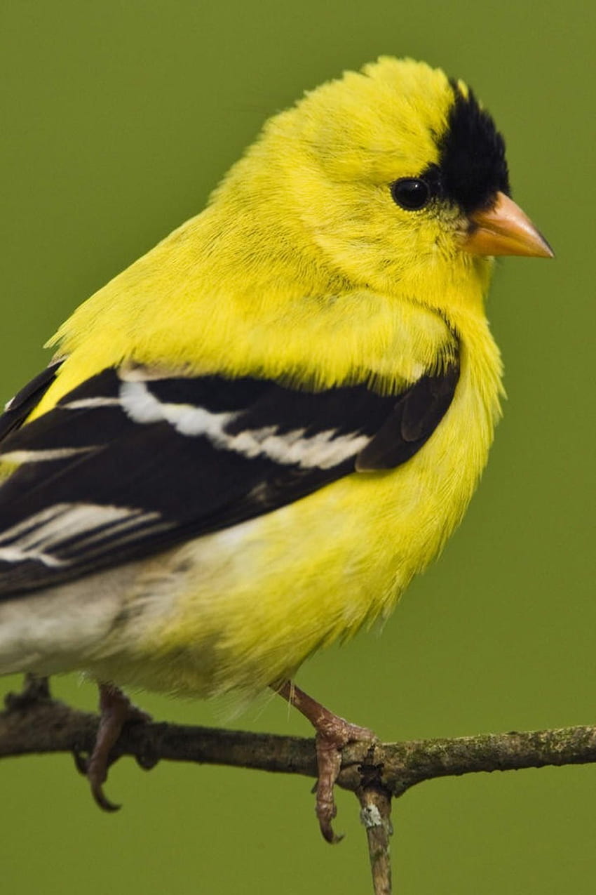 Żółty czarny ładny i miły wróbel mobilny ptak <p>Żółty czarny słodki i miły ptak ruchomy ptak wróbel Bird Mobi. Ptak mobilny, Wróbel ptak, Zwierzęta, Ptaki Żółty Tapeta na telefon HD
