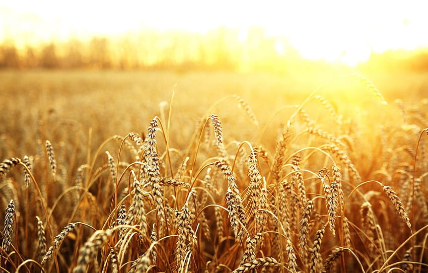 wheat, field, the sun, macro for HD wallpaper