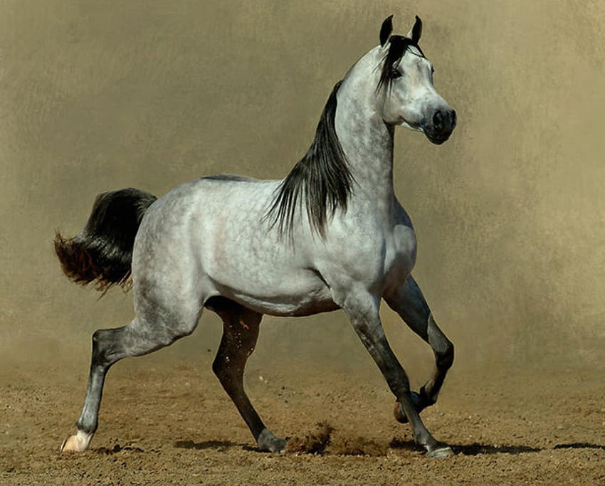 Gris arabe, cheval, étalon, animaux, cavalo Fond d'écran HD