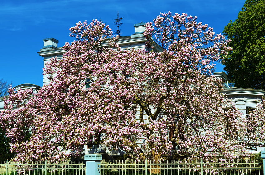 Tree blossoms, spring, magnolia, house, tree HD wallpaper