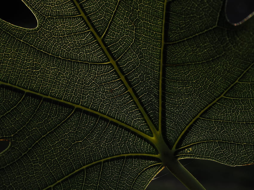 Makro, vena, daun hijau Wallpaper HD