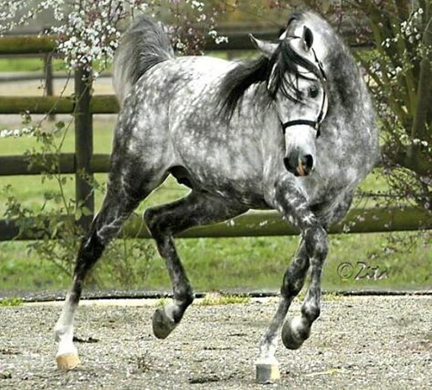 Gray Stallion, horse, stallion, animals, cavalo HD wallpaper