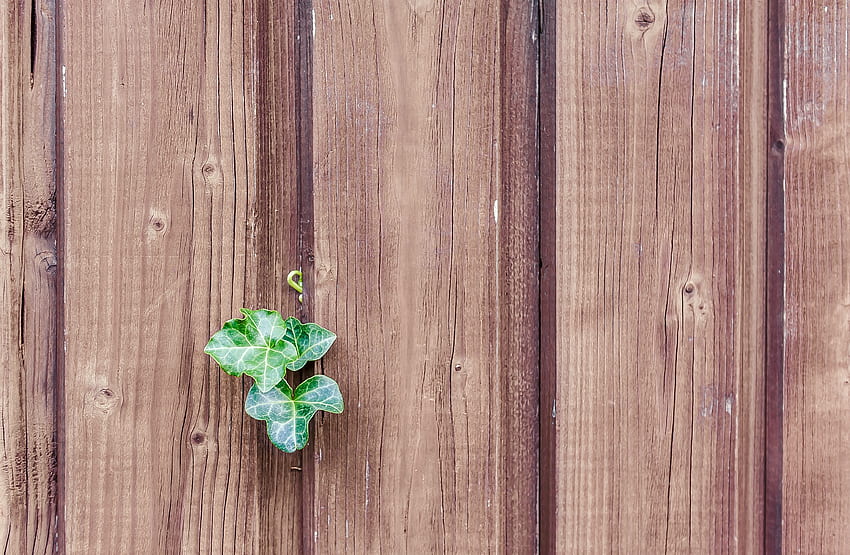Plant, , , Sheet, Leaf, Wall, Fence, Planks, Board HD wallpaper