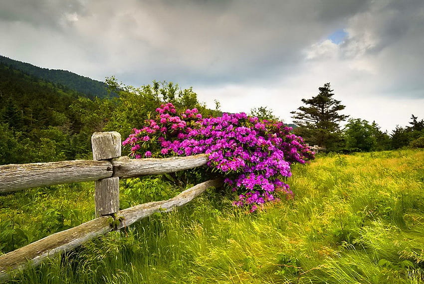 Floral fence, gap, floral, bush, nice, quiet, fence, greenery, highland, calm, hills, meadow, beautiful, grass, mountain, summer, pretty, nature, sky, flowers, lovely HD wallpaper