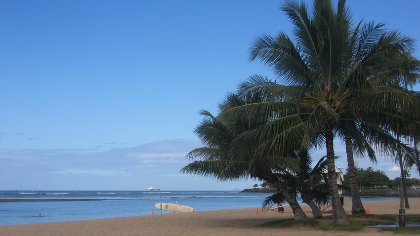 Ala Moana Sahil Parkı, Palmiye Ağacı, Hawaii, Okyanus, Ala Moana, Park, Plaj, Sörf, Oahu HD duvar kağıdı
