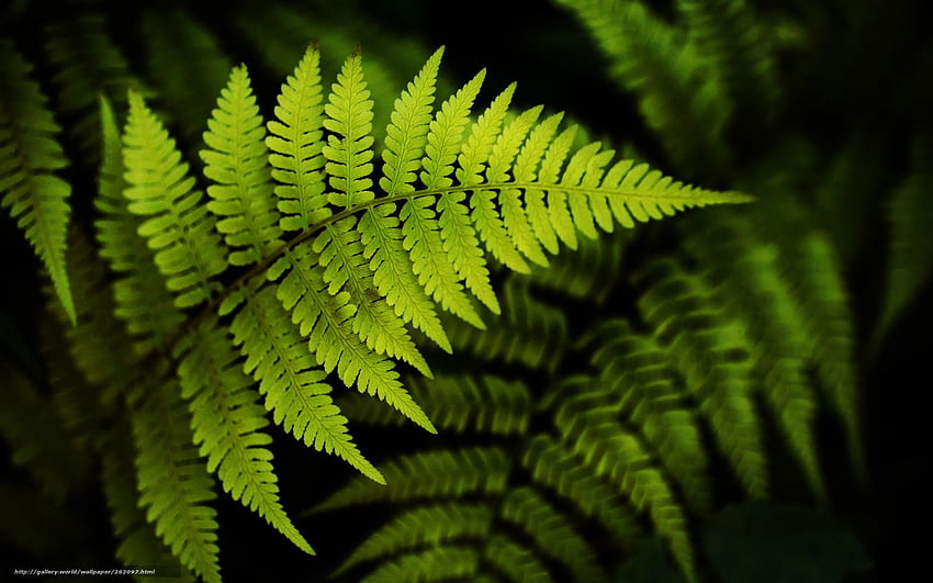 fern, leaves, greens, black background in the resolution, Ferns HD wallpaper