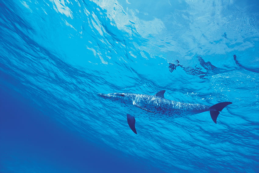 zwierzęta, woda, morze, delfin Tapeta HD