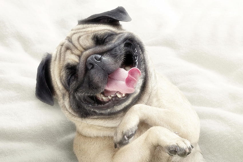 Animals, Dog, Muzzle, Protruding Tongue, Tongue Stuck Out, Pug, Satisfied, Content HD wallpaper