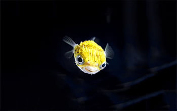 Blowfish HD wallpapers | Pxfuel