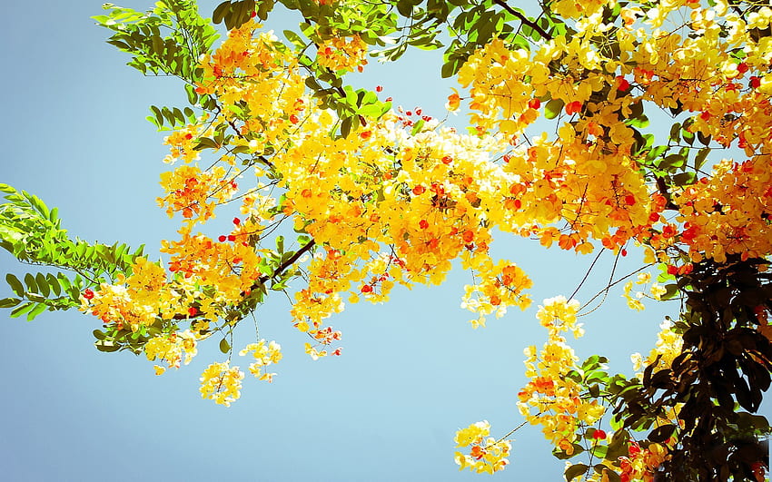 Musim panas, Bunga Matahari Hippie Wallpaper HD