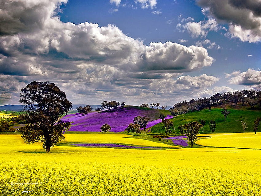 Golden field, golden, field, lavender, yellow, landscape, clouds, sky, nature HD wallpaper