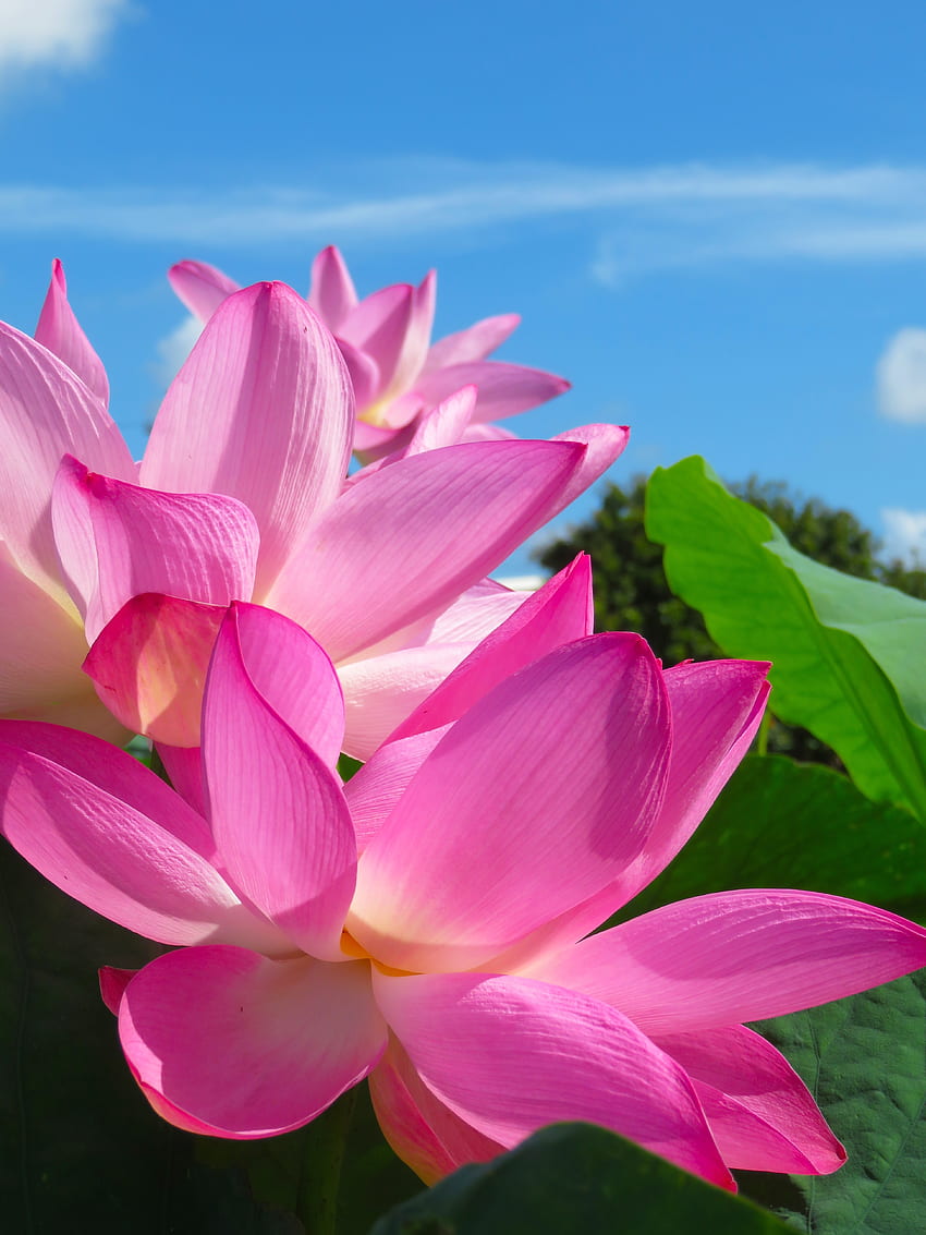 연꽃, 분홍색 꽃잎, 클로즈업 HD 전화 배경 화면