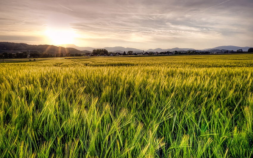 green wheat field at sunset r, wheat, green, fiekd, r, sunset HD wallpaper