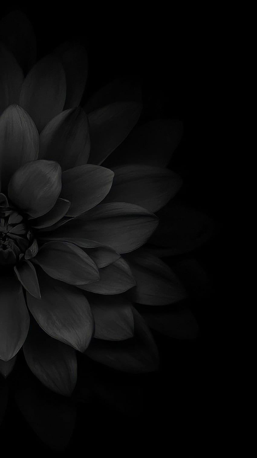Black, floral, art, petals, flower HD phone wallpaper
