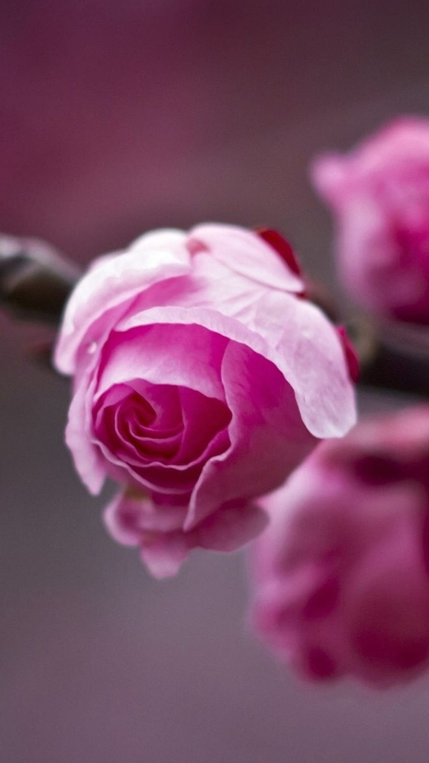 Nature Beautiful Pink Flower Bud Macro iPhone 8, Dark Pink Flower HD ...