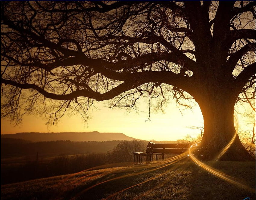 magic tree, relaxing, bench, magic, sunrise, secret, tree, misterious, nature, sunset HD wallpaper