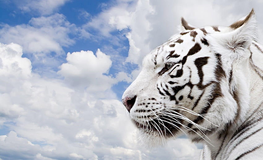 Tigre blanco, arte del tigre blanco fondo de pantalla | Pxfuel