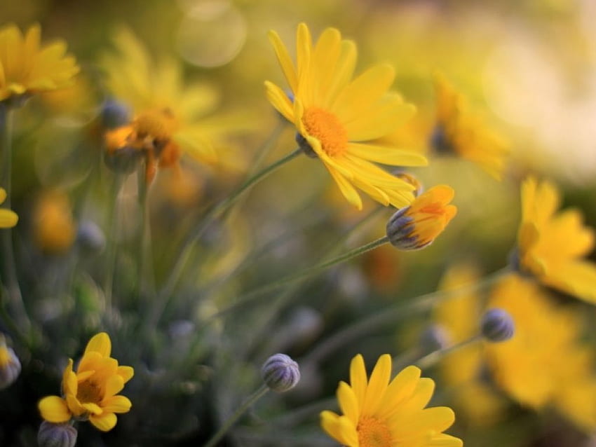 ~Flower Power~, 黄色, 花びら, 明るい, 花, 自然, 春, 素敵 高画質の壁紙