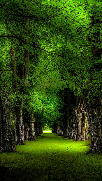 Page 41 | the green trees HD wallpapers | Pxfuel