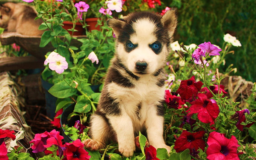 สัตว์, ดอกไม้, สุนัข, ปากกระบอกปืน, เด็ก, Tot, Husky วอลล์เปเปอร์ HD