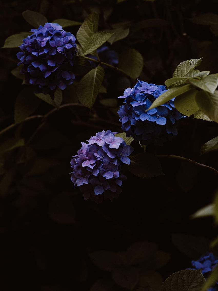 Flores, Bloom, Floración, Hortensia, Inflorescencias, Inflorescencia fondo de pantalla del teléfono