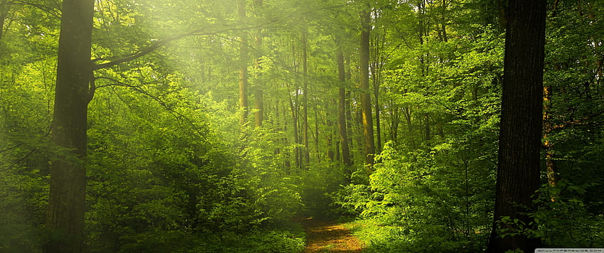 nature, forest, landscape, green, leaves. , 3440x1440 Green HD wallpaper