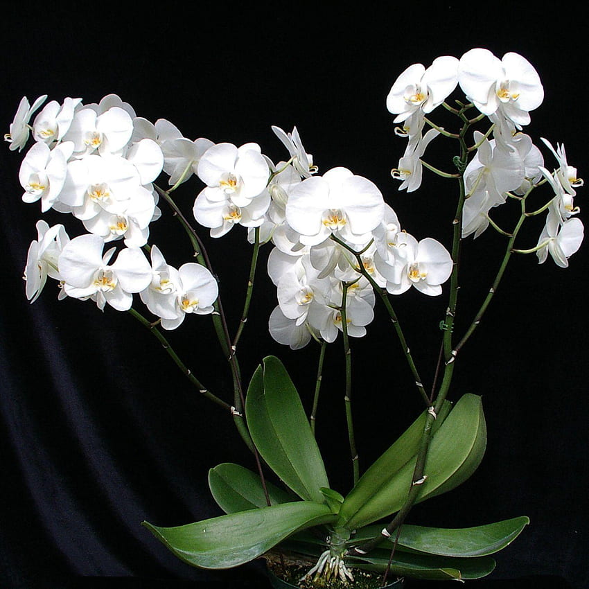 Weiße Orchidee, schwarze und weiße Orchidee HD-Handy-Hintergrundbild