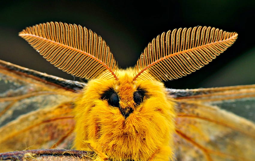 노란 나방, 나비, 나방, 노랑, 동물 HD 월페이퍼