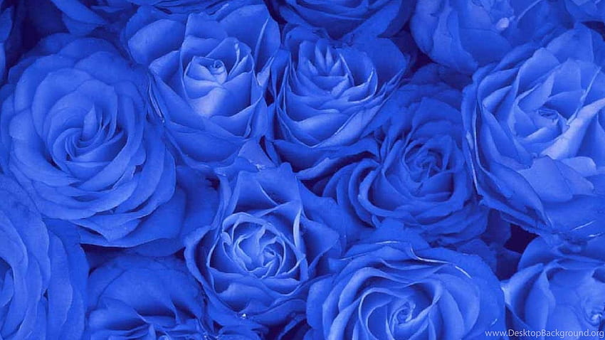 Rosa Azul 18, Flor Rosa, Rosa, Flores Azuis Royal papel de parede HD