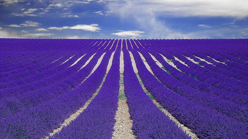 Ladang alam perancis lavender provence Wallpaper HD