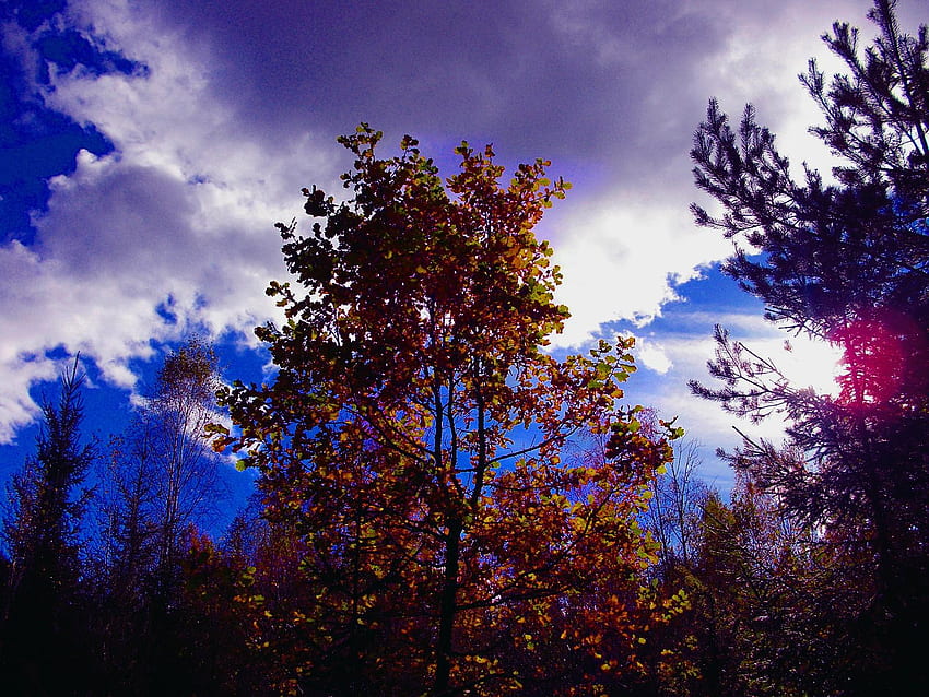 Lindo dia de outubro, azul, colorido, branco, outono, lindo, amarelo, nuvens, natureza, céu, sol papel de parede HD