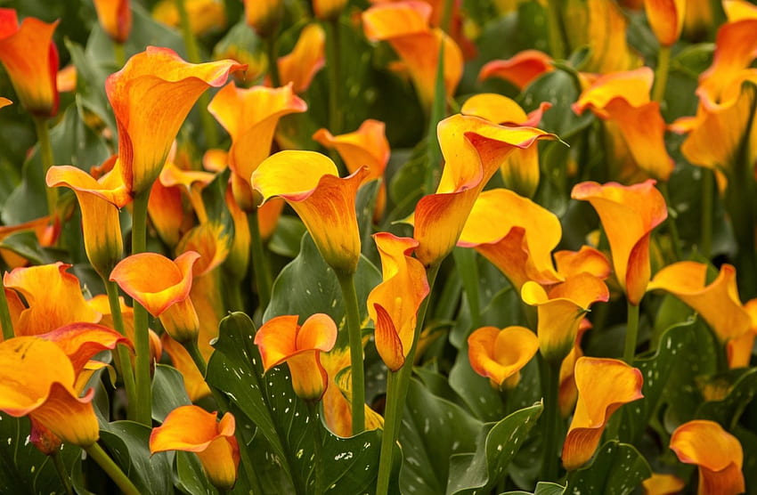 Golden Calla Lilies, dorado, amarillo, naturaleza, flores, campos de flores, lirios, calla lilies fondo de pantalla